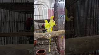 Lotino alexandria parrot হলুদ চন্দনা পাখি।RKSBIRDHOUSE bangladesh parrot birds pets [upl. by Ilhsa]