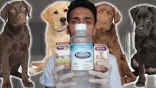 Parvo Treatment at Home for Dogs  Puppies with Parvovirus [upl. by Airitak534]