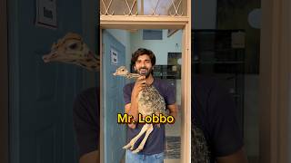 Mr Lobbo P4 shorts viral wildlife ostrich ostrichbird [upl. by Orion]