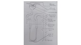 Nephron Diagram draw easily board Important Diagram of Nephron digram imp for bord exam [upl. by Doerrer]