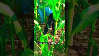 k N P PSS sultanpur agriculture student field work [upl. by Gerrilee]