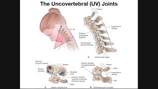 The Uncovertebral UV Joints of the Cervical Spine [upl. by Nij]