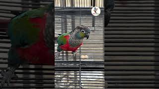 Crimsonbellied parakeetbirds conure parrot aviculture [upl. by Eyaf120]