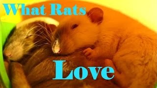 10 Things my Pet Rats love to do [upl. by Hatcher]