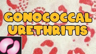 Gonococcal urethritis  Neisseria gonorrhoeae  clinical manifestations  Lab diagnosis [upl. by Miof Mela]