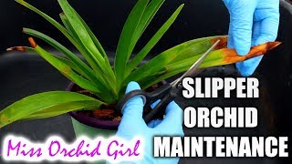 Phragmipedium Orchid maintenance  Repot pest treatment amp prettify [upl. by Oirramaj343]