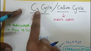 CalvinC3 cycle with PYQ📑  Photosynthesis  NEET 2024 [upl. by Aihsek]