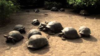 Tour the Galápagos Giant Tortoise Breeding Center [upl. by Shuma]