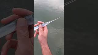 Toothiest And Coolest Fish Shorts fishingwithjohnnyfishalot needlefish [upl. by Massimiliano306]