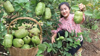 Pick seedless guava at grandmothers backyard  Seedless guava recipe  Cooking with Sreypov [upl. by Assirehc]