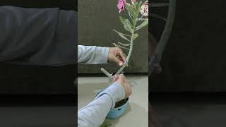 Adenium pruning tips adenium plants rose shorts viralvideo youtube music song garden fish [upl. by Noeled674]