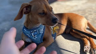 ASMR Outside  Fastpaced Dog Edition asmr [upl. by Gregor]