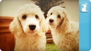 Poodle Puppies  Puppy Love [upl. by Anum163]