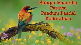 Siragai Izhandha Paravai Paadum  Christian Lyric Video Tamil Song [upl. by Freberg932]