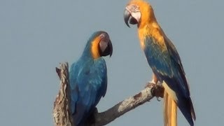 EXCLUSIVENESS BLUEANDYELLOW MACAW RARE BIRD ARAARARAUNA ARARACANINDÉ ARAARAUNA [upl. by Mabel]