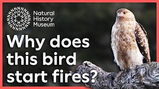 Why would a bird start a fire  Surprising Science [upl. by Gelasias693]