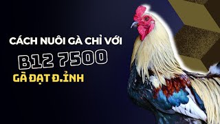 Đảm bảo gà đạt đỉnh trong 7 ngày chỉ với Thuốc Nuôi Gà B12 7500 [upl. by Nageet884]