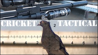 The Cricket Tactical at a New Pigeon Shooting Permission [upl. by Aneri]