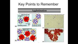 Blood Types amp Transfusion Compatibility [upl. by Anelec]