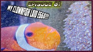 My Clownfish Laid Eggs [upl. by Eninaej505]