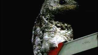 Great Potoo  Nyctibius grandis  Aves de los llanos orientales [upl. by Naman]