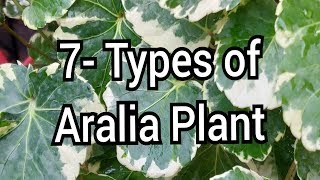 Varieties of Aralia plant with care [upl. by Anabelle766]