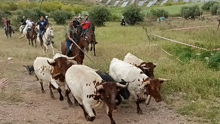 Quién se viene de encierro Puente de Genave 2024 [upl. by Ahsenet]