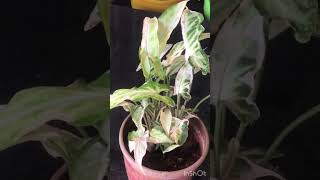 Dracenagardentamizha gardenplants thamizhachigarden shorts [upl. by Aissenav]