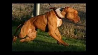 The Real American Pit Bull Terrier [upl. by Anisah]