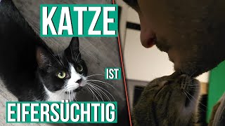 Katze ist eifersüchtig hilfe [upl. by Ecinuahs319]