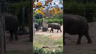 This Elephant Habitat Had A Massive Pool [upl. by Anrev815]