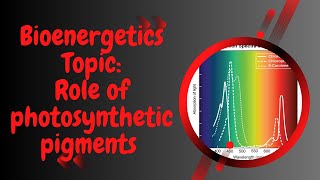 Role of Photosynthetic pigments l Bioenergetics l XI biology [upl. by Yecnahc696]