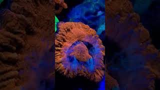 Awesome Red Scolymia corals Homophyllia australis feeding [upl. by Theall493]