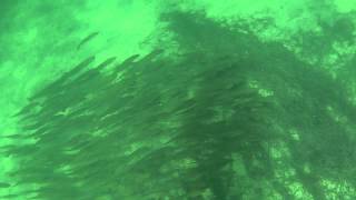 Diving with school Mulloway [upl. by Nesyla]