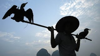 Chinas Cormorant Fishermen [upl. by Elram344]