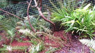 Transplanting Established Kiwi  Actinidia deliciosa Vines in Canada [upl. by Irolav]