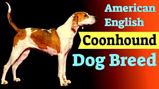 American English Coonhound Dog Breed  Dog Breeds 101 [upl. by Akerehs594]