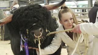 Ardbhan Highland Cattle at Oban sale 2019 [upl. by Ilojne]