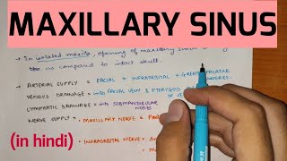 Paranasal Sinuses  2  Maxillary Sinus [upl. by Lurlene]