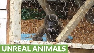 Rescued baby monkey throws temper tantrum when caretaker leaves [upl. by Yelreveb322]