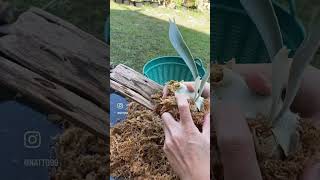 mounting staghorn fern platycerium staghornfern gardening gardentips [upl. by Novyaj]