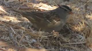 Whitecrowned sparrow feeding California 92563 [upl. by Omsoc]