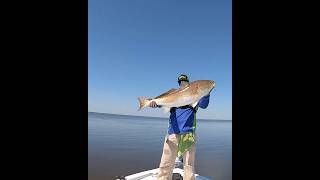 Giant Redfish In Louisiana’s Biloxi Marsh [upl. by Imelda]