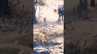 Lovely Moments of Lions and Buffalos 🦁 🐃 Caution in the Wild Young Lions and Buffalo 📹 [upl. by Denoting]