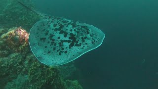 Similan Island Thailand Liveaboard Manta Queen 3 Christmas 2023 [upl. by Uball]