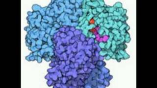 Eritrocitos Morfologia parte 1 [upl. by Yremogtnom]