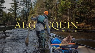 Is Algonquin Wild  An Algonquin Park Canoe Story 4K  HDR [upl. by Sirkin]