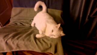 Amazing Super Loud Cat How do you know your cat is deaf Video 2 [upl. by Helm472]