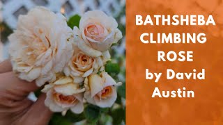 Bathsheba rose by David Austin September Update in Texas [upl. by Refinneg]