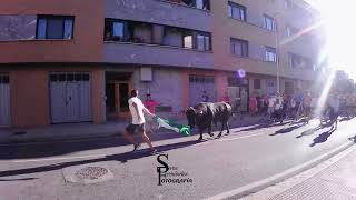 Recap TORO CON SOGA 2024 Lodosa Navarra [upl. by Taft110]